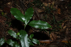 Schizomeria ovata, photograph (c) Greg Tasney, some rights reserved (CC BY-SA)