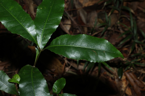 Schizomeria ovata, photograph 4