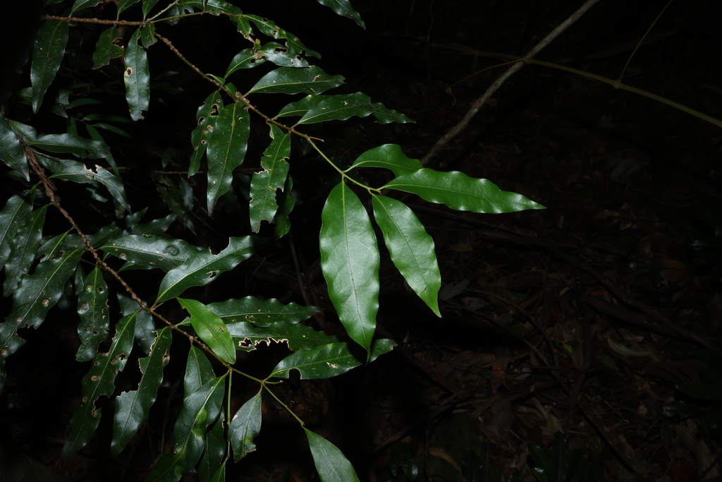 Cinnamomum oliveri; photograph (c) Greg Tasney, some rights reserved (CC BY-SA)