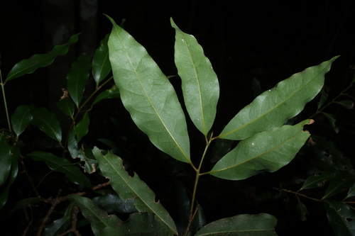Cinnamomum oliveri, photograph 1