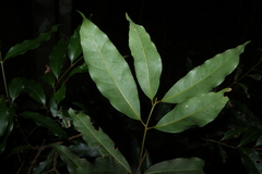 (c) Greg Tasney, some rights reserved (CC BY-SA) Cinnamomum oliveri, photograph (c) Greg Tasney, some rights reserved (CC BY-SA)