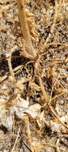 Saharan Mustard
