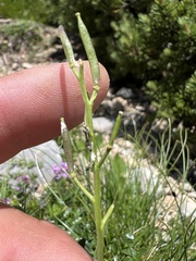 Arabis scopoliana, photograph author not stated, no rights reserved
