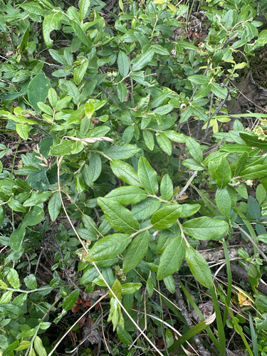 velvetleaf blueberry