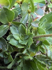 Arabis scopoliana, photograph author not stated, no rights reserved
