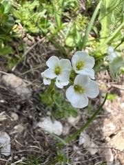 Arabis scopoliana, photograph author not stated, no rights reserved