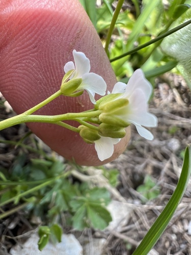 Arabis scopoliana, photograph 6