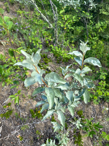 Silverberry