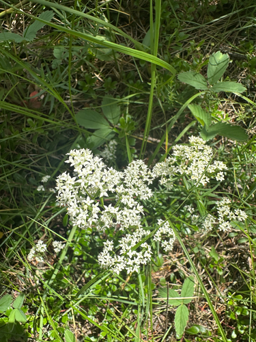 Northern Bedstraw
