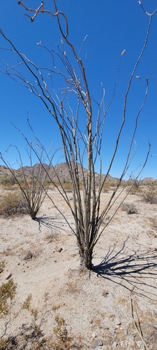 ocotillo