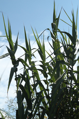 Arundo donax