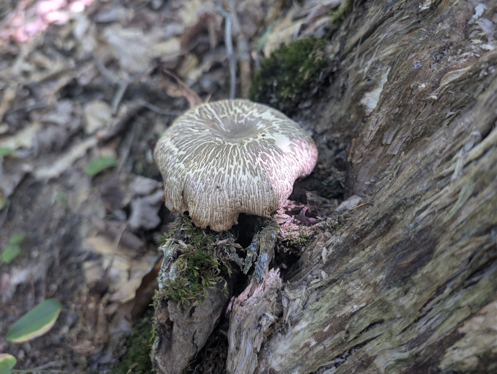 Eastern American Platterful Mushroom · July 2026 · photo: Photo: (c) Mavaddat Javid, some rights reserved (CC BY) · iNaturalist
