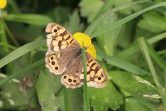 Pararge aegeria aegeria