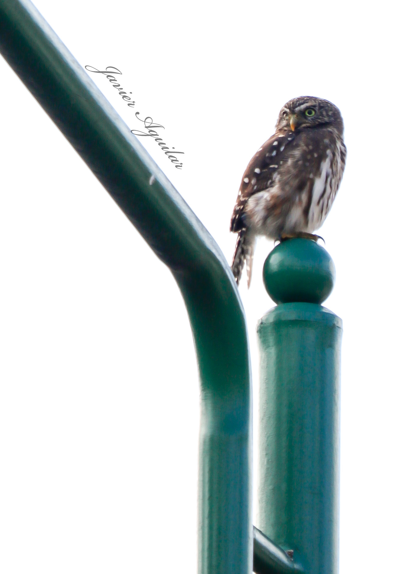 Glaucidium peruanum image