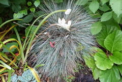 Festuca coxii