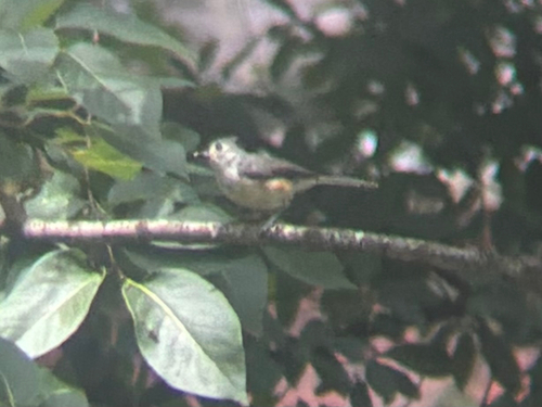 Tufted Titmouse