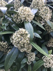 Skimmia