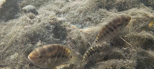 Sao Francisco cichlid (Cichlasoma sanctifranciscense) — Cichlidae