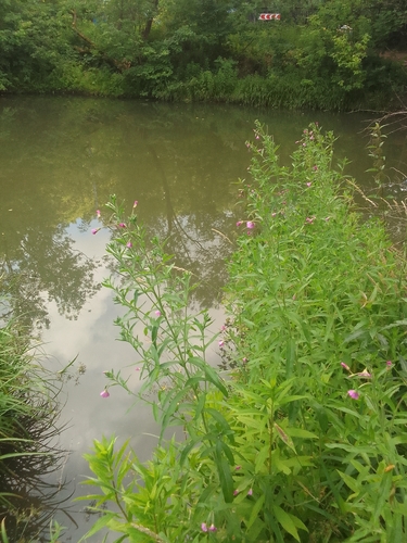 Great Willowherb