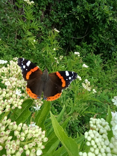 Red Admiral