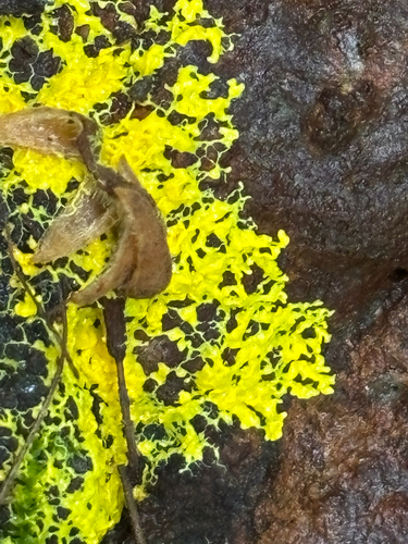 iNaturalist observation photo of Physarales