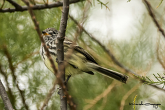 Anairetes flavirostris