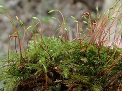 Herzogiella seligeri