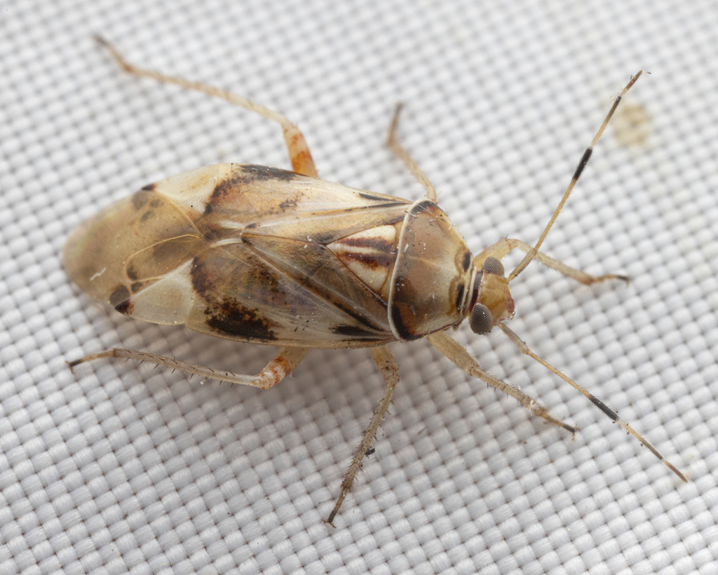 Lygocoris deraeocorides