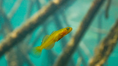 Golden Sulawesi Goby photo 1