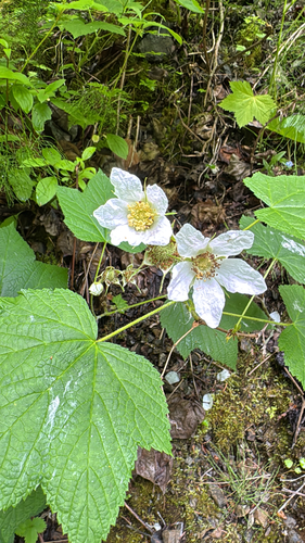 thimbleberry