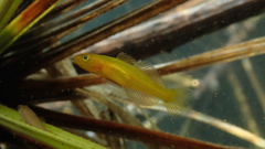 Golden Sulawesi Goby photo 2