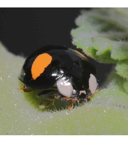 Asian Lady Beetle