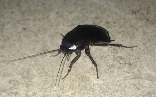 Oriental Cockroach