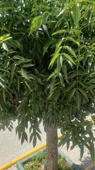 Fraxinus americana