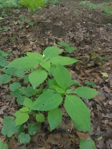 small balsam