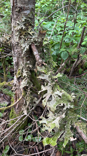 Tree Lungwort