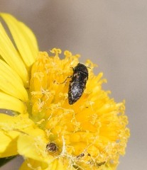 Acmaeodera neglecta