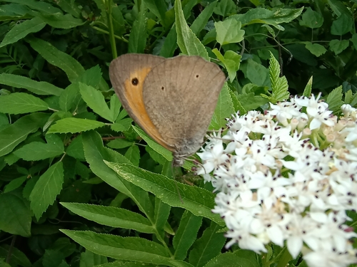 Meadow Brown