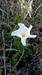 Mandevilla lanuginosa