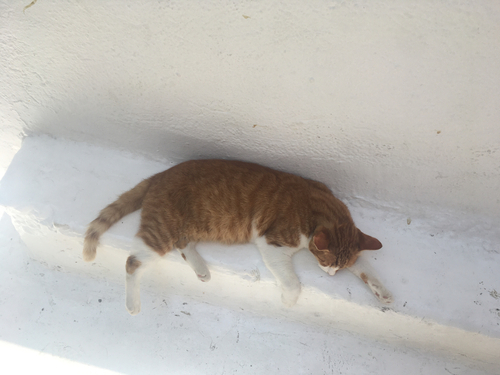 Domestic Cat
