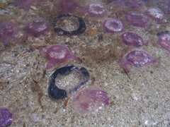 Pelagia noctiluca