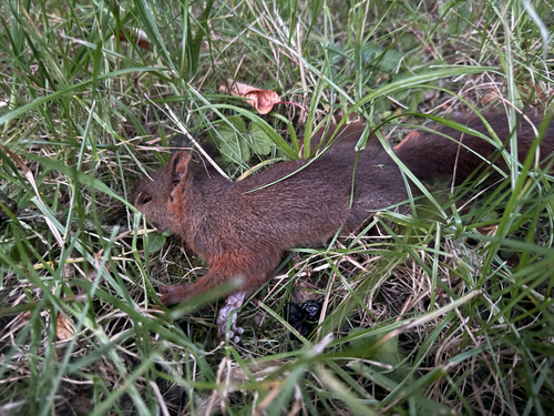 Eurasian Red Squirrel