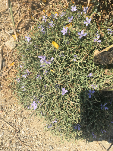 Spiny Chicory