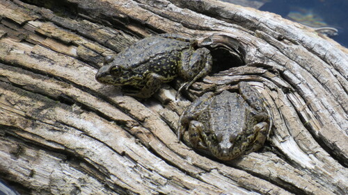 iNaturalist observation photo of Sierra Nevada Yellow-legged Frog