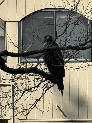 Red-shouldered Hawk