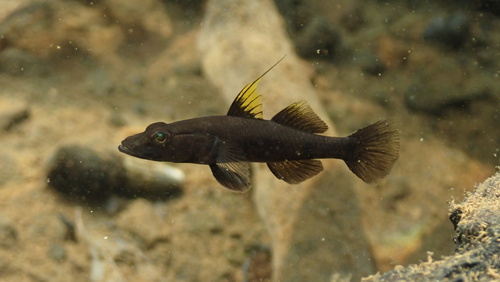 Geelvin-grondel (Glossogobius flavipinnis) — Gobiidae