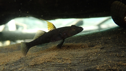Yellowfin tank goby (Glossogobius flavipinnis) — Gobiidae — 2