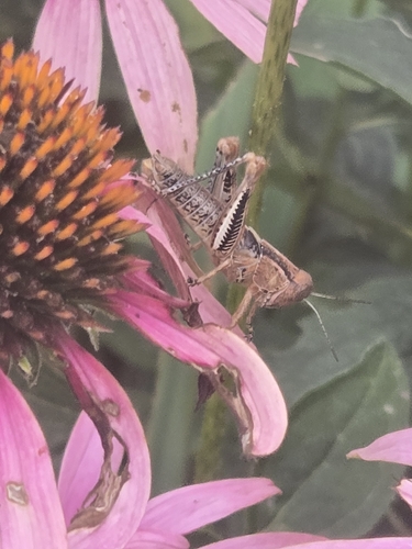 Differential Grasshopper