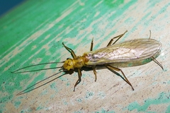 Isoperlinae