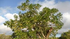 Erythrina lysistemon